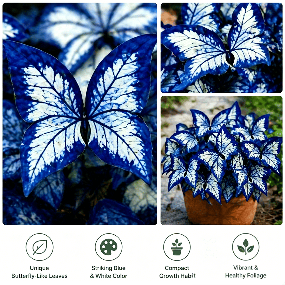 🌸 Moonlight Butterfly Flower Seeds (100 capsules)